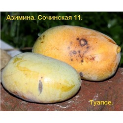 Азимина Сочинская 11 С2