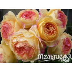 Rosomane Janon "Розоман Жанон"