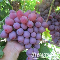 Виноград Сокол