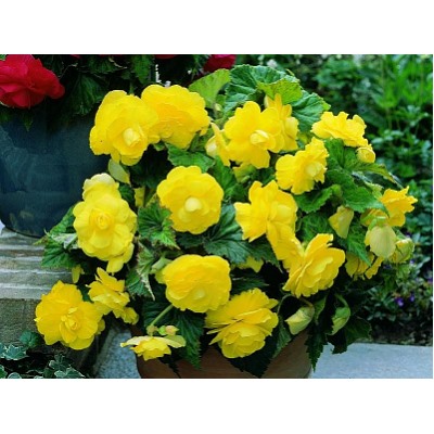 Бегония махровая желтая "Double Yellow"