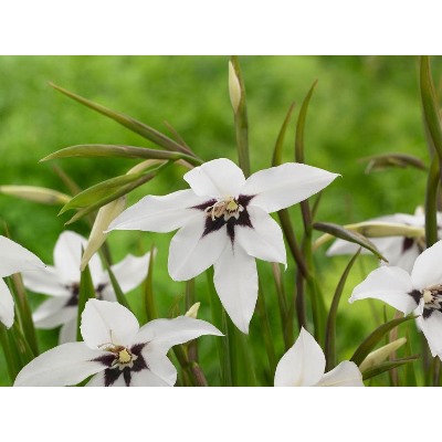 Acidanthera Murielae "Ацидантера Мюриэл" 10шт