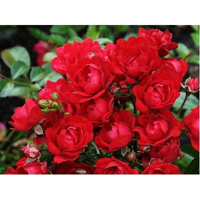 Red Fairy "Ред Фейри" почвопокровная штамб 120-140см