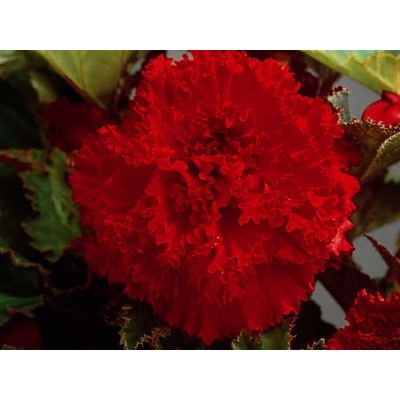 Бегония фимбриата красная "Fimbriata Red"
