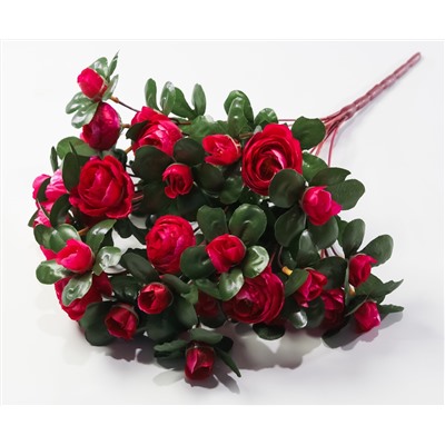 Ранункулюс 36 цветков