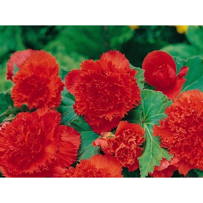 Бегония фимбриата красная "Fimbriata Red"