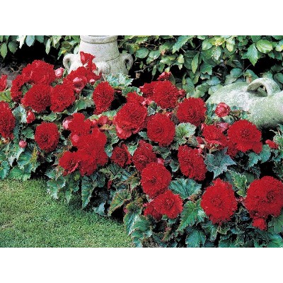 Бегония фимбриата красная "Fimbriata Red"