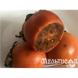 Хурма Шоколадная "Зенжи-мару"