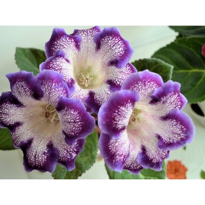 Глоксиния Tigrina Blue "Тигрина Блю"