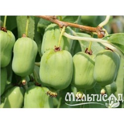 Актинидия аргута Киевская  девочка