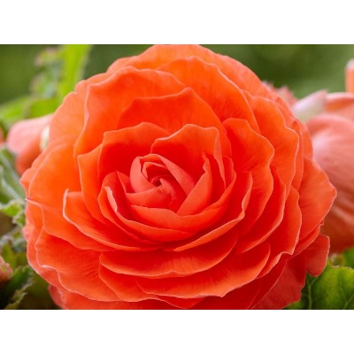 Бегония махровая оранжевая "Double Orange"