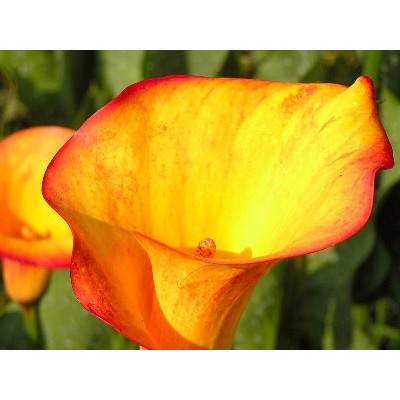 Калла Peach Chiffon "Пич Шиффон"