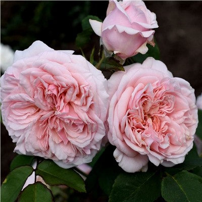 Claire Rose "Клэр Роуз"
