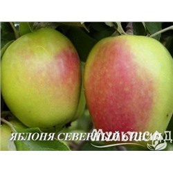 Яблоня Северный Синап