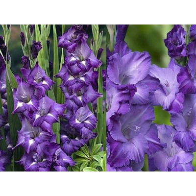 Гладиолус Blue Isle "Блю Исл, Синий Остров" 5шт