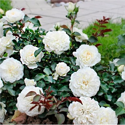 Blanc Meillandecor "Бланк Мейяндекор" почвопокровная штамб 160-170см