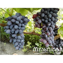 Виноград кишмиш Юпитер