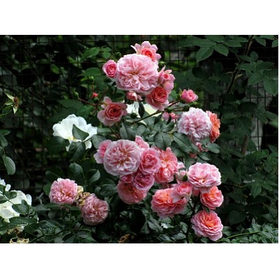 Pirouette "Пируэтт" плетистая штамб 160-170см
