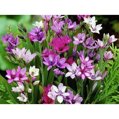 Бабиана Стрикта микс "Babiana Stricta Mix" 10шт
