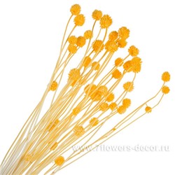 Набор сухоцветов, Н70 см, (50 шт)