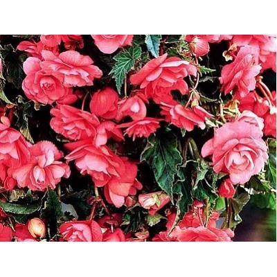 Бегония ампельная розовая "Pendula Cascade Pink"