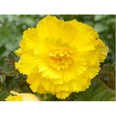 Бегония фимбриата желтая "Fimbriata Yellow"