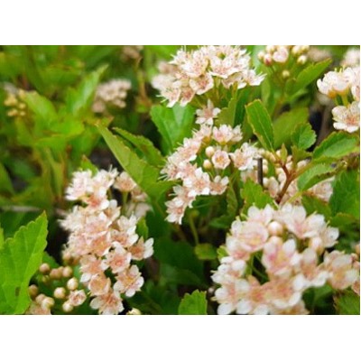 Пузыреплодник калинолистный Little Greeny "Литл Грини" Р9