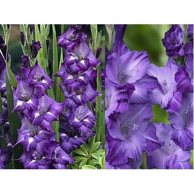 Гладиолус Blue Isle "Блю Исл, Синий Остров" 5шт