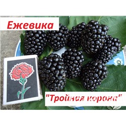 Ежевика Тройная корона "Трипл Краун"