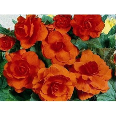 Бегония махровая оранжевая "Double Orange"