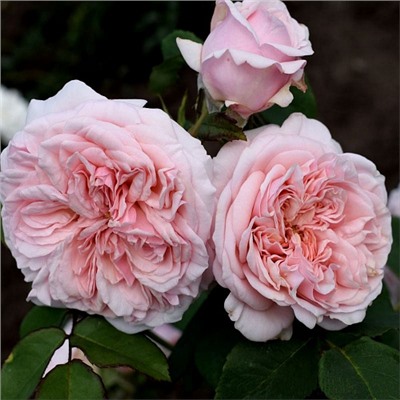 Claire Rose "Клэр Роуз"