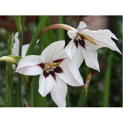 Acidanthera Murielae "Ацидантера Мюриэл" 10шт