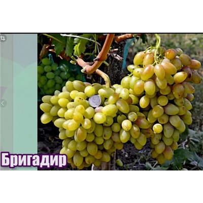 Виноград Бригадир