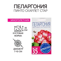 Семена цветов Пеларгония "Пинто Скарлет Стар", F1, 4 шт