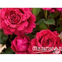 Rose des 4 Vents "Роза 4 х Ветров"
