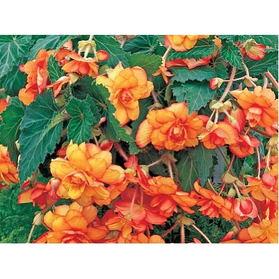 Бегония пикоти желто-красная "Begonia Picotee yellow-red"