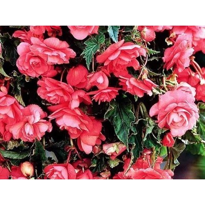 Бегония ампельная розовая "Pendula Cascade Pink"