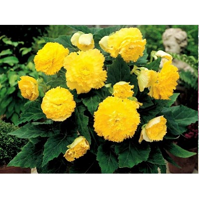 Бегония фимбриата желтая "Fimbriata Yellow"