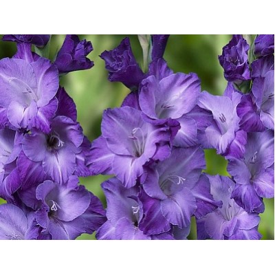 Гладиолус Blue Isle "Блю Исл, Синий Остров" 5шт