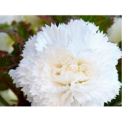 Бегония фимбриата белая "Fimbriata White"