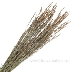Сухоцветы "Молиния голубая", D4х H60 см