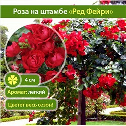 Red Fairy "Ред Фейри" почвопокровная штамб 120-140см