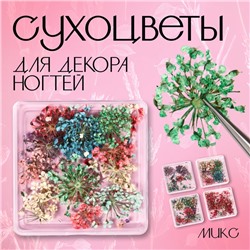 Сухоцветы для декора «Яркость», в футляре, МИКС