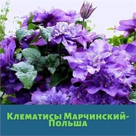 Предзаказ Клематисы ~ ! Польша и Голландия, Весна 2025г