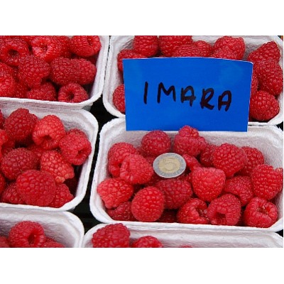 Малина Имара, ремонтантная