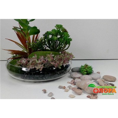 Сукуленты с моховыми кочками