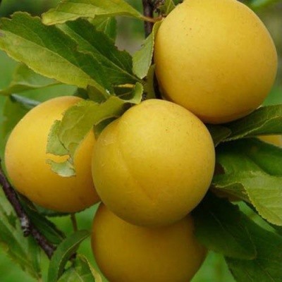 Алыча Злато Скифов