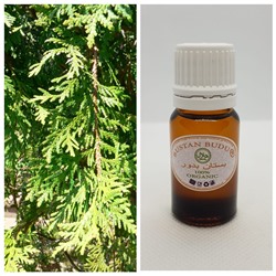 15 Эфирное масло Кипарис испанский Cupressus sempervirens, 5 мл