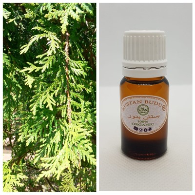 15 Эфирное масло Кипарис испанский Cupressus sempervirens, 5 мл