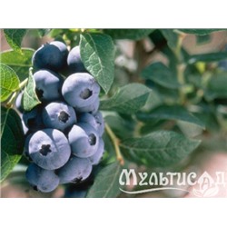 Голубика Чандлер (поздний)