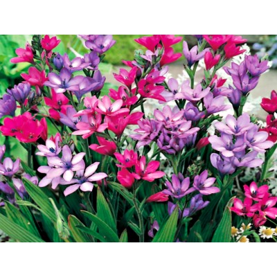 Бабиана Стрикта микс "Babiana Stricta Mix" 10шт